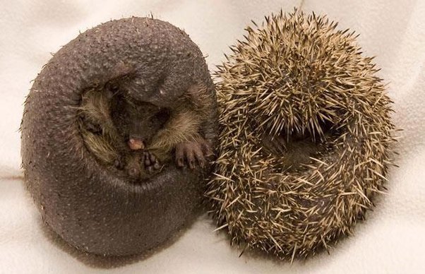 Photo of two rolled-up hedgehogs, the one on the left being bald
