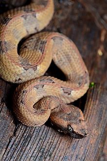 photo of fat snake with a triangular head with pale eyes and a turned up point on the nose, lying in a series of left-and-right loops, and patterned in smudges of cream, soft brown and grey with a thin pink stripe along the spine