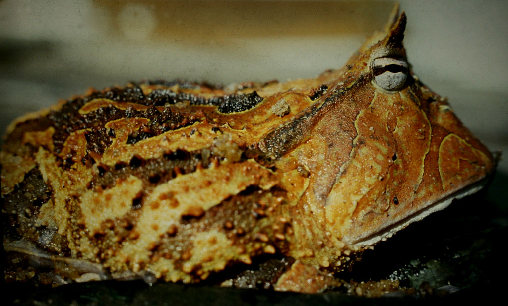 side-view photo of horned frog, patterned with loops of dark and light tan, with brown lengthways stripes and tiny finger-like nodules on the skin, and with a huge, bizarre head like an upside-down bucket topped with protruding eyes with long spikes on the brow