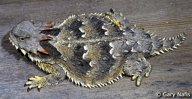 photo of horned toad, a flat-bodied lizard fringed with spikes around body, tail, jaw and the back of the head, the colour yellowish-grey with wavy stripes of charcoal and white crossing the body