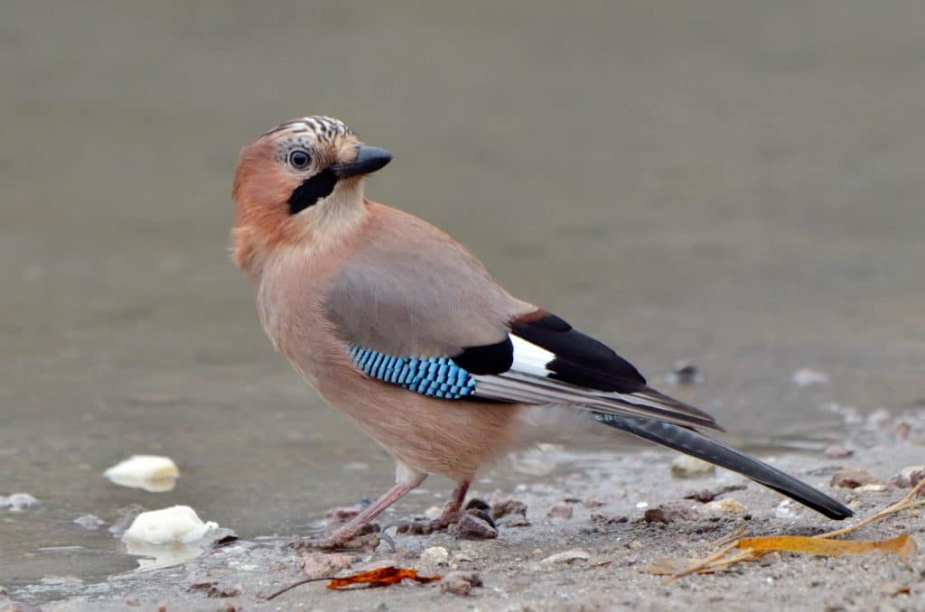 Photo of jay looking over its left shoulder