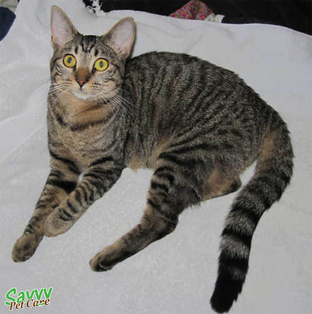 photo of tabby cat with narrow vertical stripes, reclining on a cushion