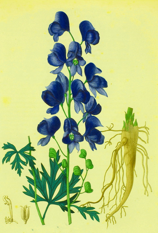 drawing of upright plant bearing a tower of dark-blue hood-shaped flowers