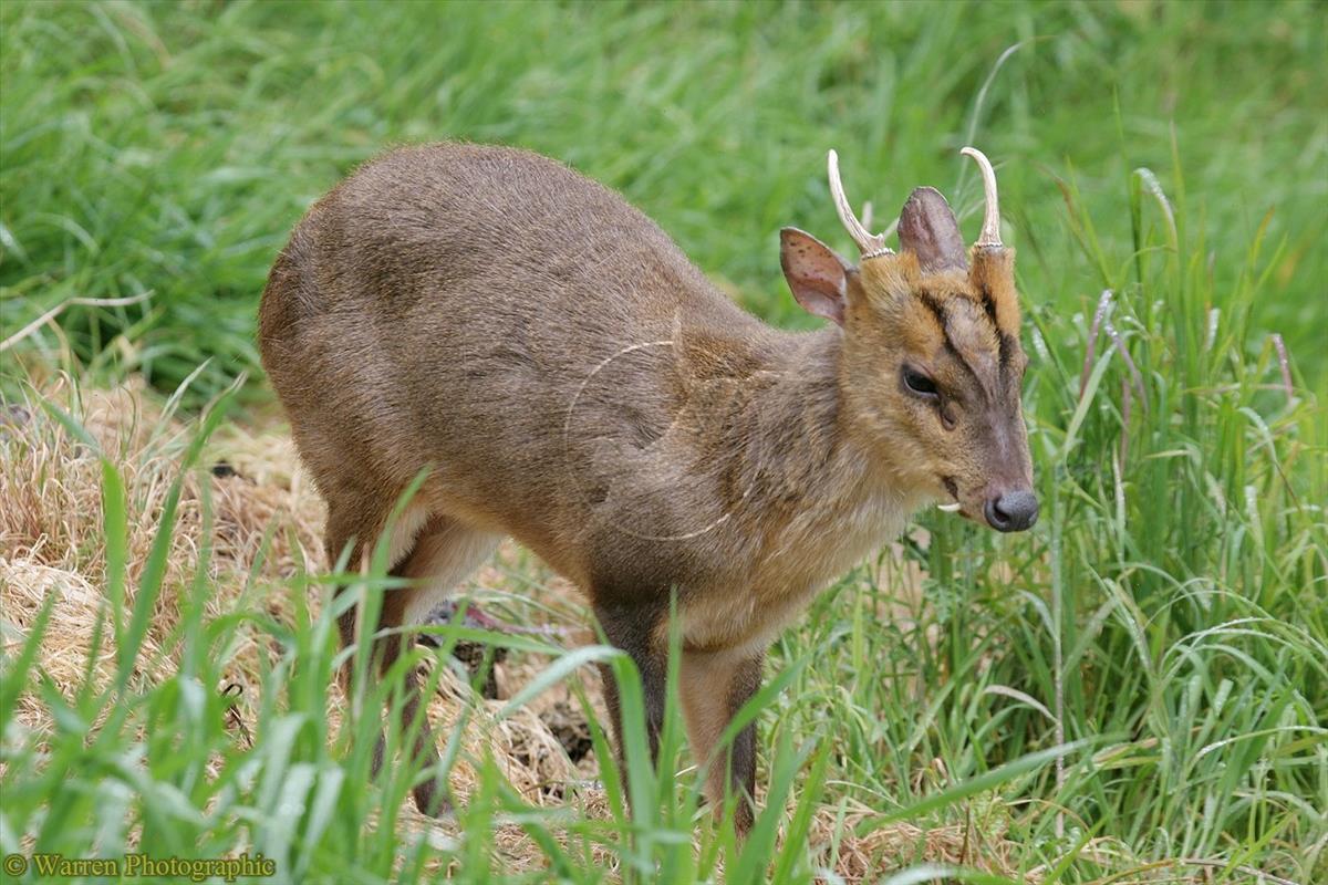 photo of muntjac buck standing in long grass, with stripes on his forehead and noticeable upper fangs