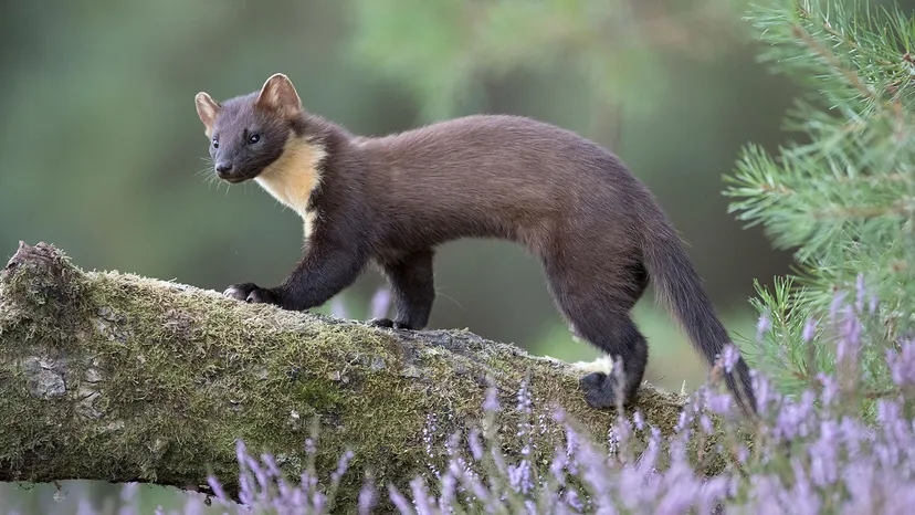 Photo of pine-marten poised on a branch