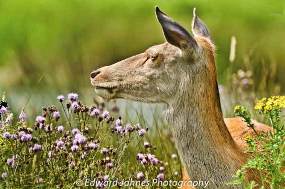 profile-view photo of head of red hind reclining in a meadow among flowering thistles and ragwort