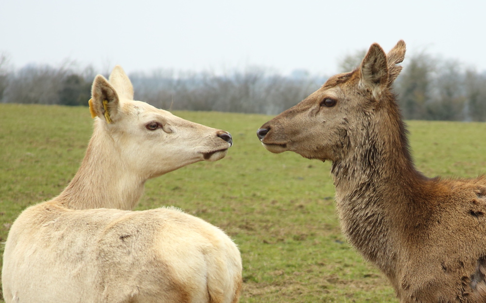 photo of two hinds nose to nose in a field, on the right the head and shoulders of a brown individual and on the left a cream hind standing with her rump towards the viewer, both seen from shoulder-level up
