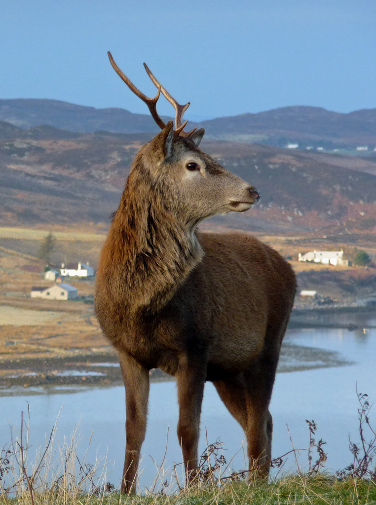 photo of young red stag with small antlers in three-quarter view, standing on a high grassy point with a loch, a sweep of mountains and distant white farm cottages behind him