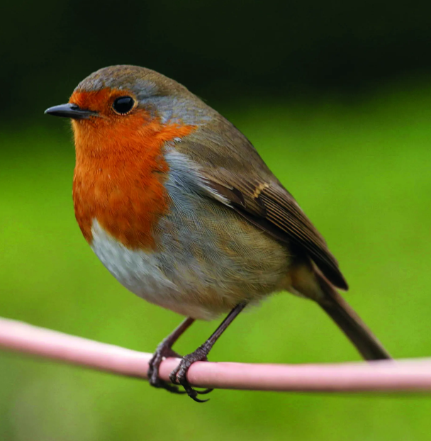 Photo of robin