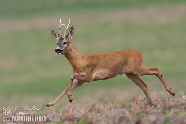photo of roe buck running across dry grass