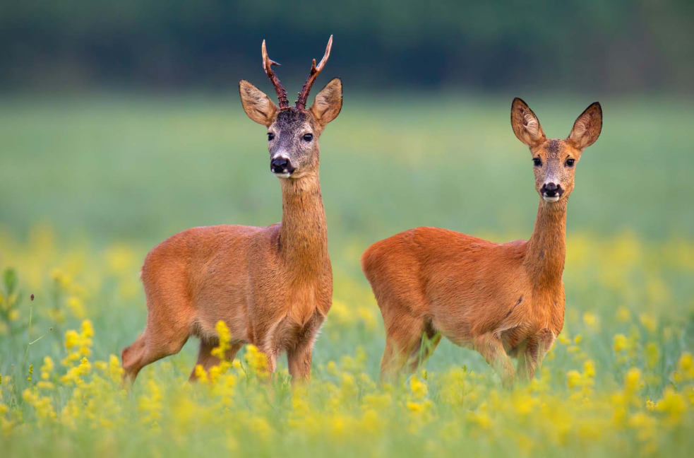 Photo of roe buck and doe standing side-on looking towards the viewer