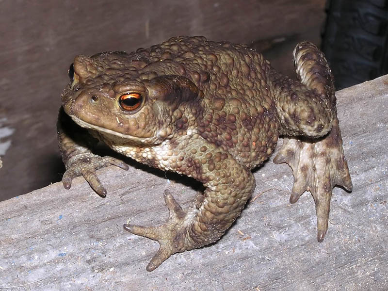 photo of common toad, brown and a bit lumpy