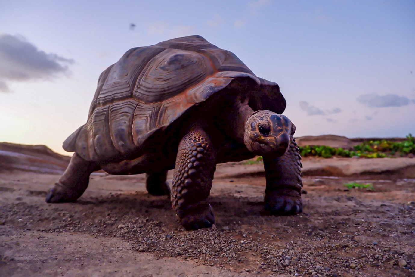 Photo of a large tortoise stamping across gravel