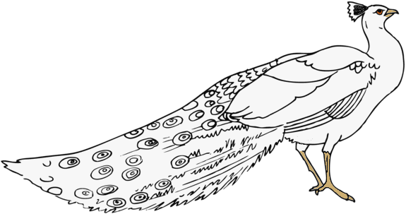 drawing of white peacock, standing with tail furled behind it