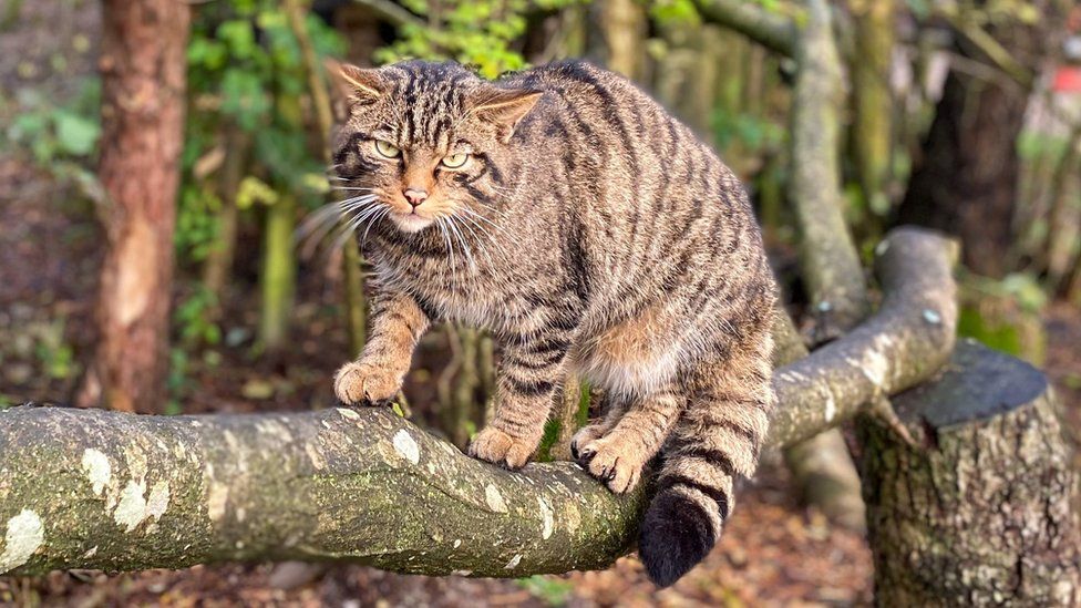 Photo of wildcat crouched on branch, glaring at viewer
