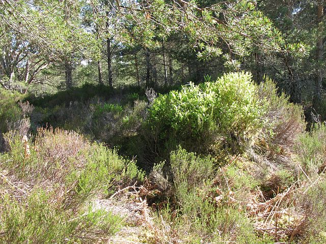 dense undergrowth, mainly gorse, under mature pines