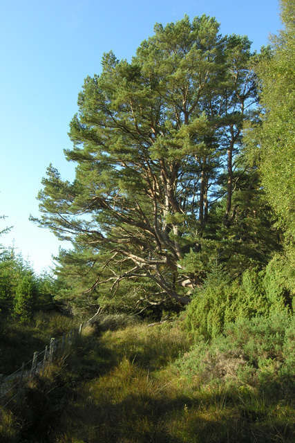 tall, bushy, multi-trunked conifer growing on the steep side of a gully