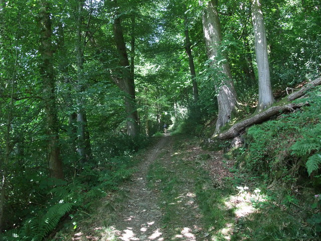 path across a steep slope covered with very dense green woods