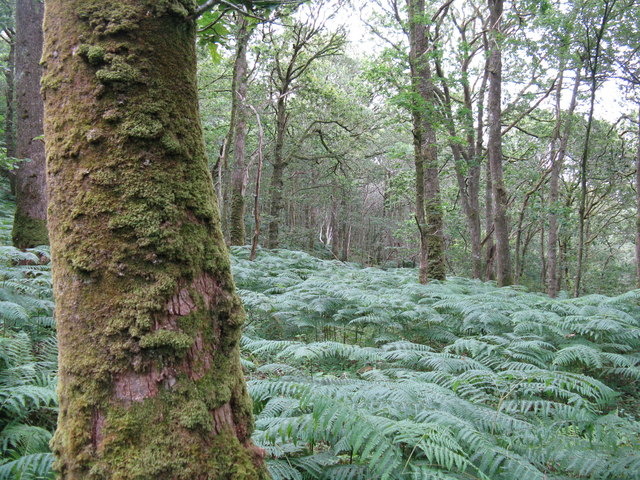 tree-trunk covered with moss and lichen, and beyond it a sea of blue-green bracken and more trees