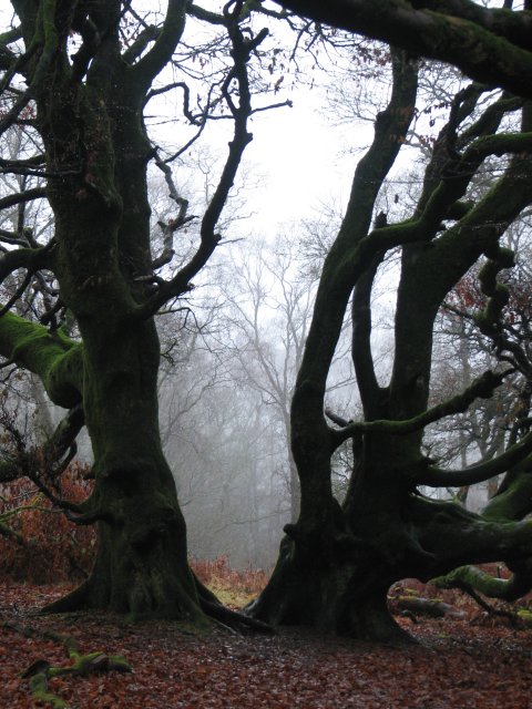 two massive, gnarled trees with more trees visible through the misty space between them