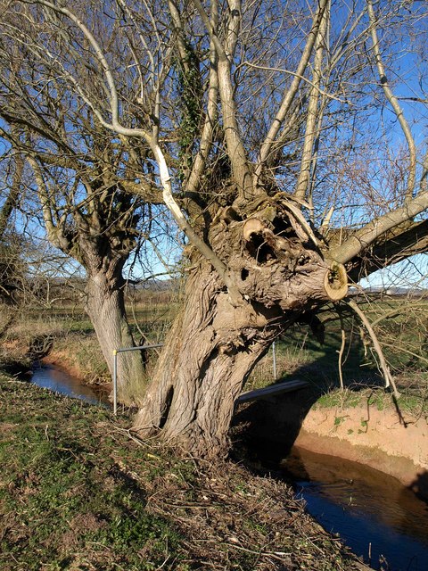 two very gnarled grey willow trees  growing by a stream
