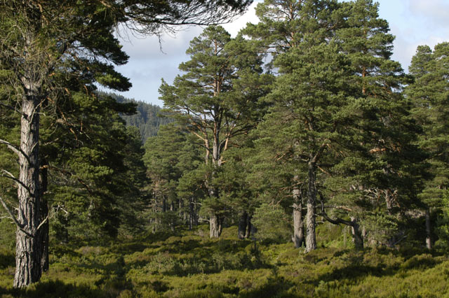 group of Scots Pines with very thick foliage