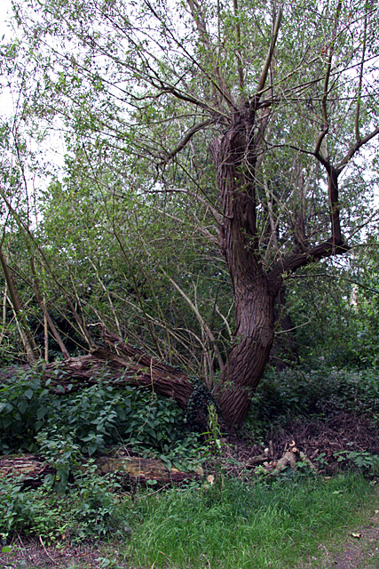 gnarled but upright brown-trunked willow which looks as if it is holding up a hand to strike