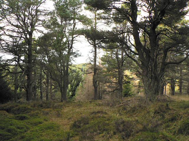 sunlight through gnarled Scots Pines, with mossy ground in the foreground