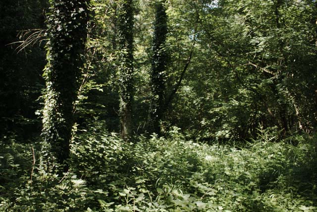 dense woodland heavily overgrown with ivy