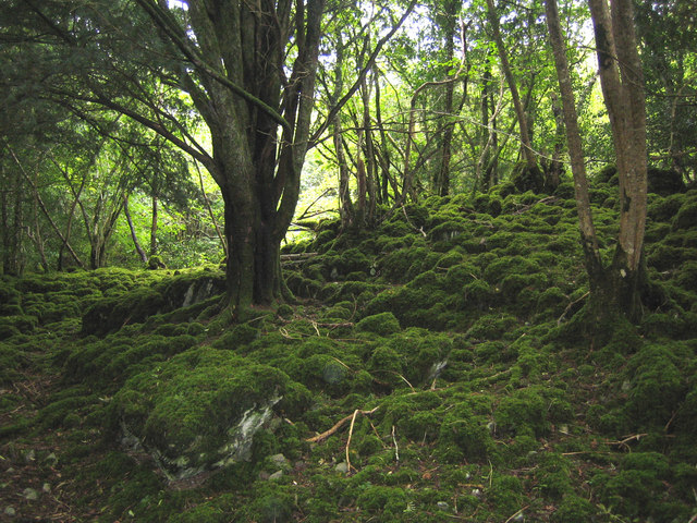yew trees growing on uneven, mossy ground illuminated by strong sunlight