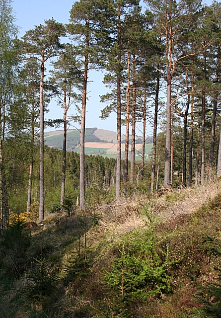 group of tall, thin Scots Pines growing along the side of a path, with a hilly landscape behind them