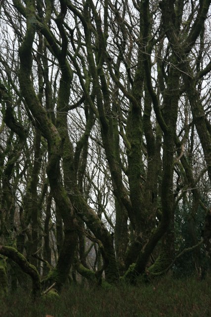 dense stand of bare winter trees growing so close together one can hardly see between them