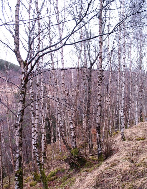 silver birches growing on a slope