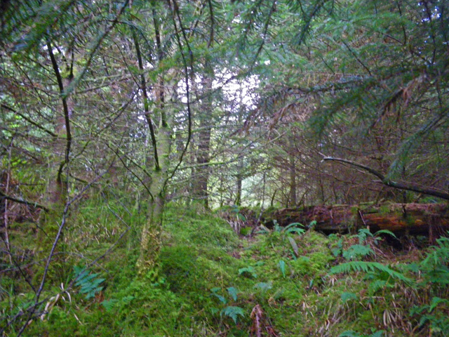 dense growth of small trees with bright green moss around the base