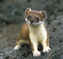 photograpjh of stoat standing facing the viewer with its head on one side