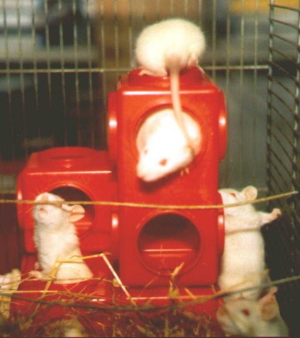 White rat kittens weaving in and out of red plastic climbing frame