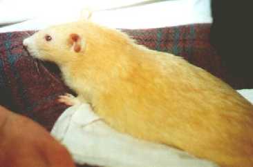 Photograph of side-view of very fat but refined-looking rat