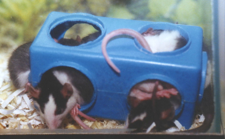 Several young baby rats with black backs, white bellies and white blazes, curled up together in a hamster play-cube