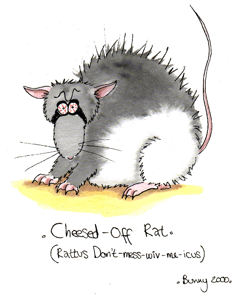 Cheesed-Off Rat (Rattus don't-mess-wiv-me-icus):- coloured cartoon of aggressive buck rat, fluffed up and with bloodshot eyes