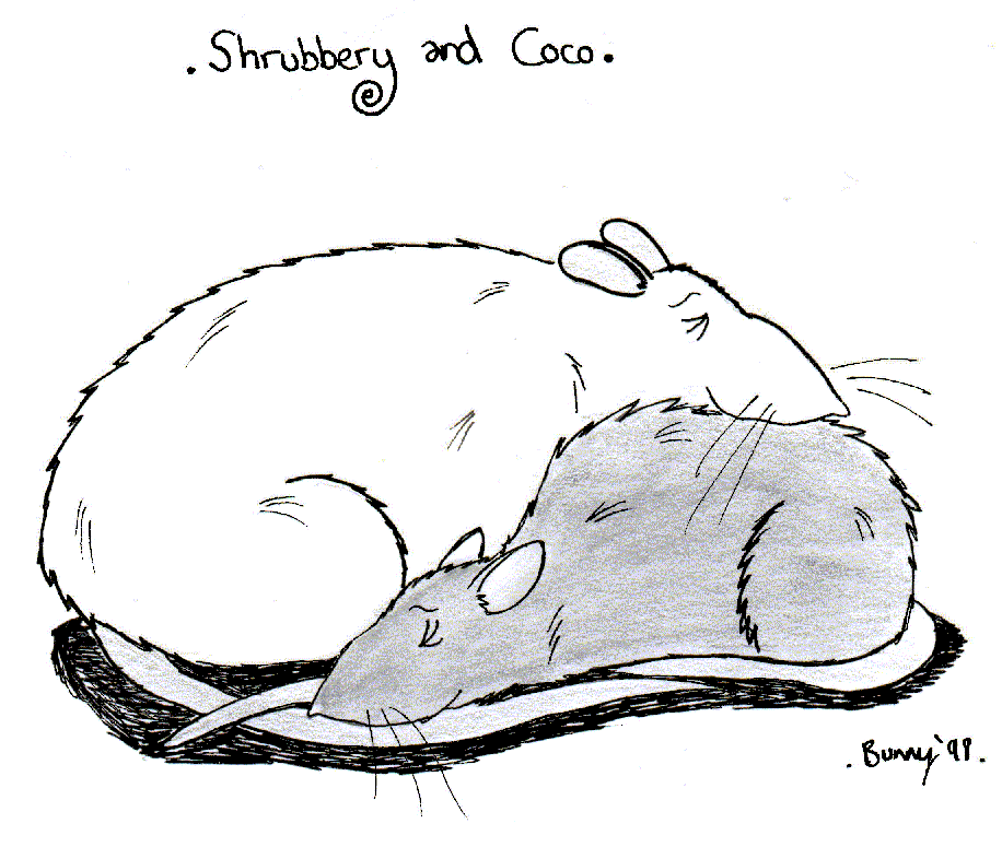 Shrubbery and Coco:- greyscale cartoon of two rats curled up together