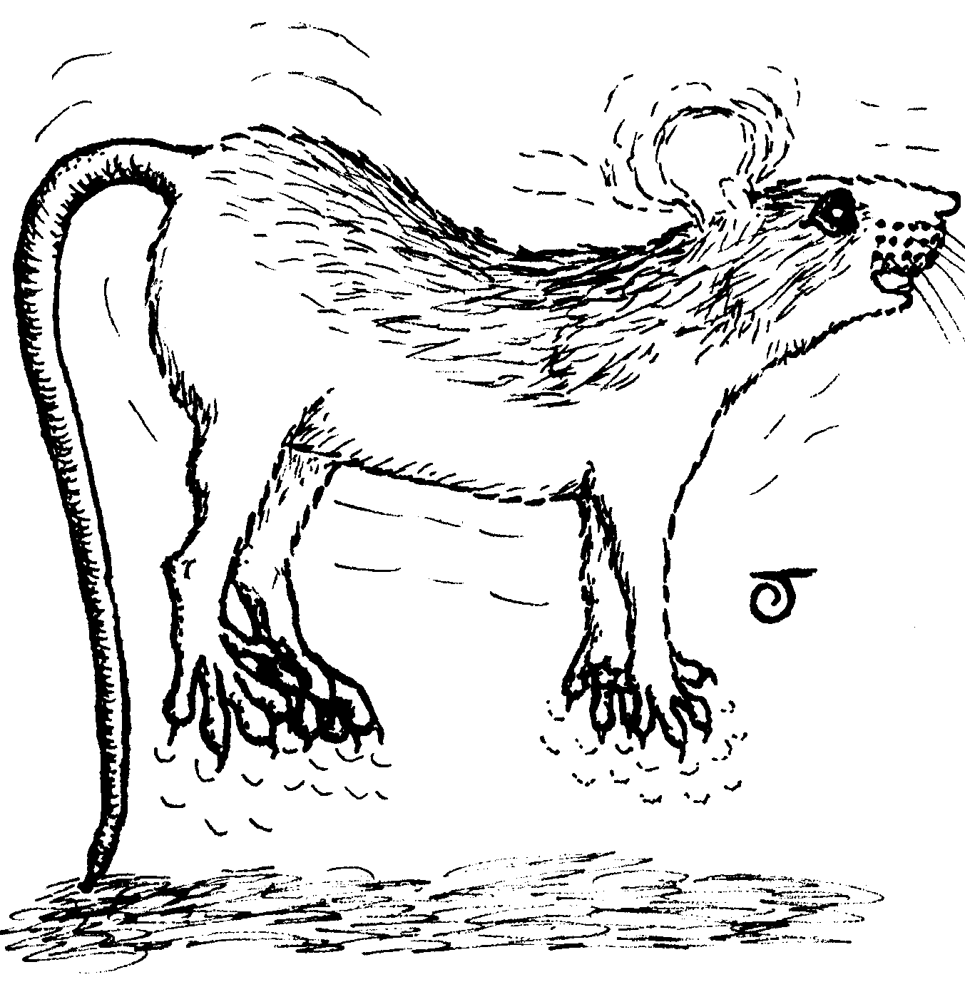 Caricature of doe rat jumping up and down on the spot and waggling her ears