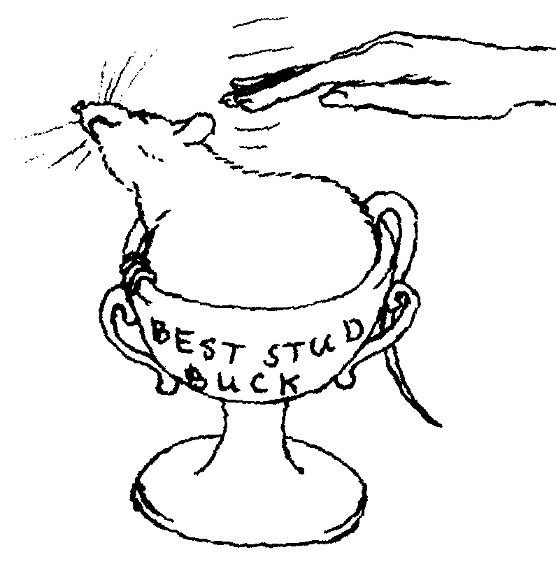 Caricature of smug rat sitting in Best Stud Buck trophy-cup, being patted by owner