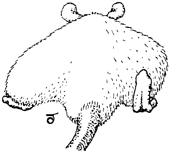 Caricature of rear-view of very fat rat