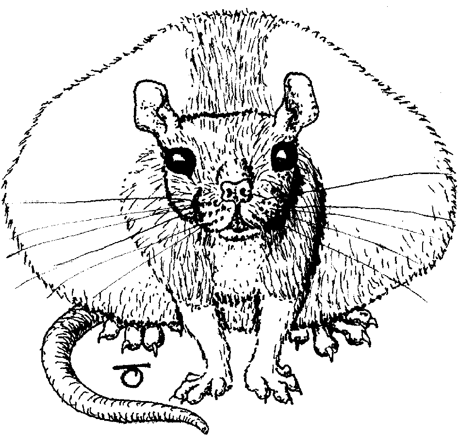 Caricature of doe rat facing the viewer, with enormously wide stomach sticking out to either side