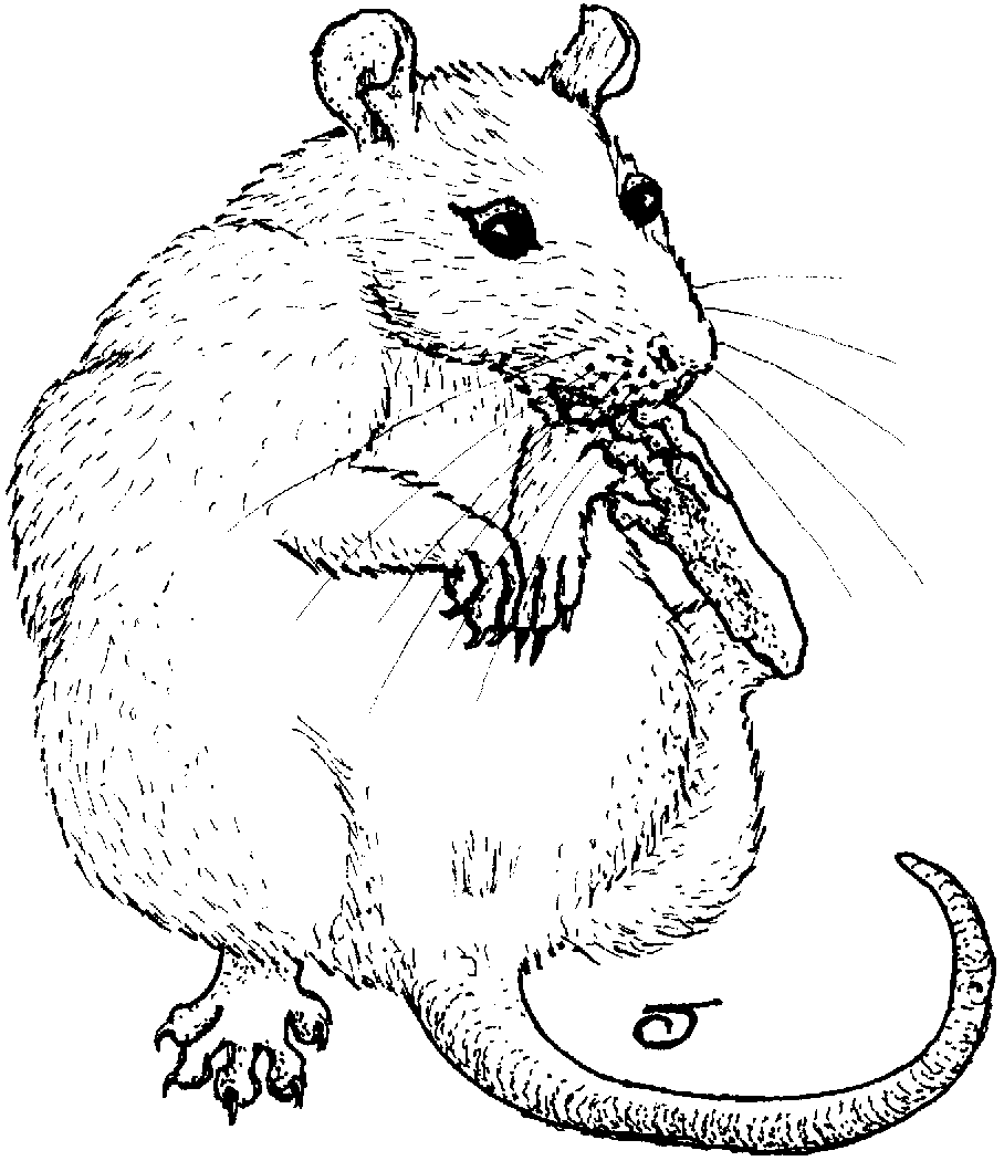 Caricature of doe rat sitting back chewing toenails of left foot