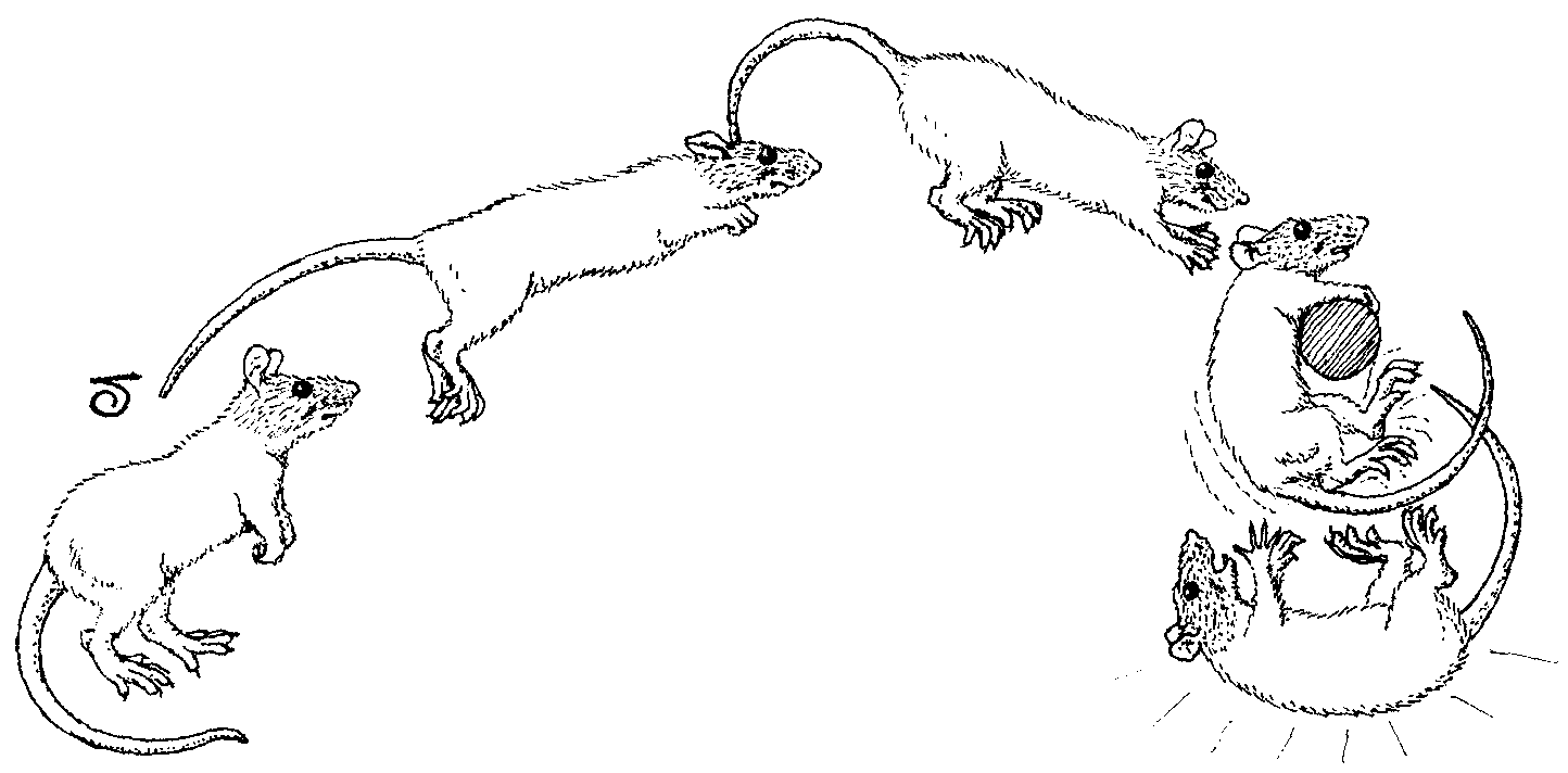 Caricature of rat leaping onto perch, missing and landing on back