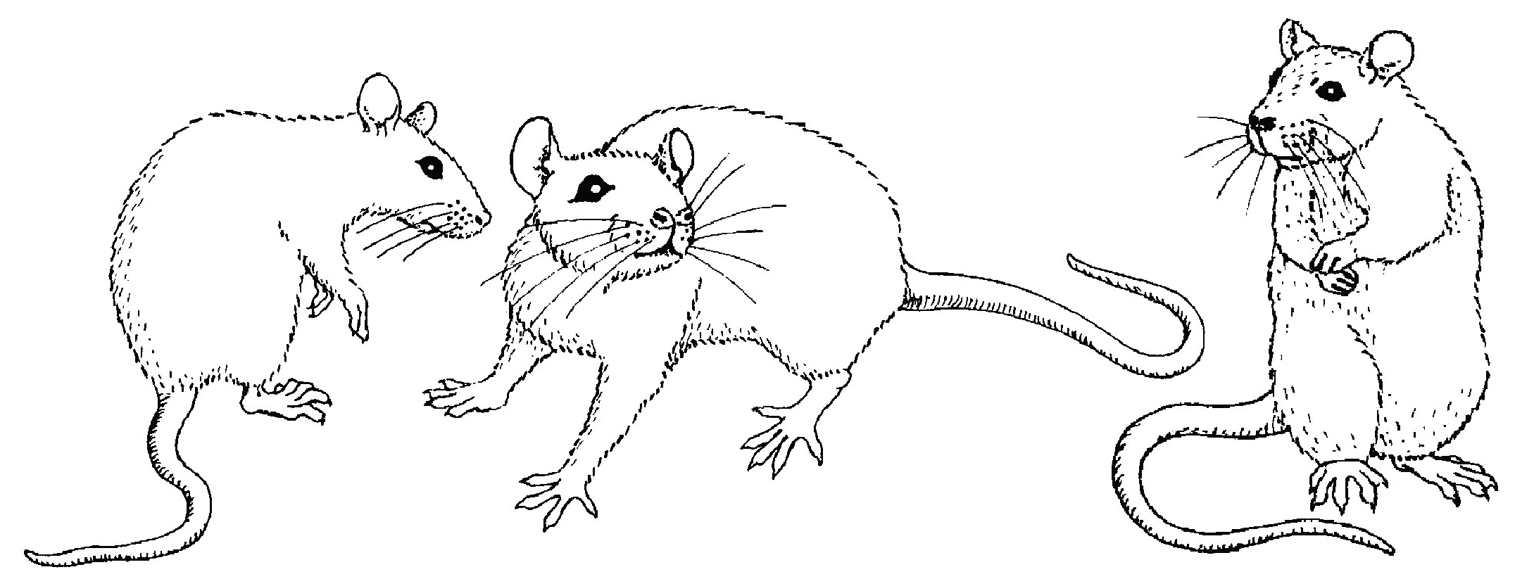 Simple drawings of rats in typical poses