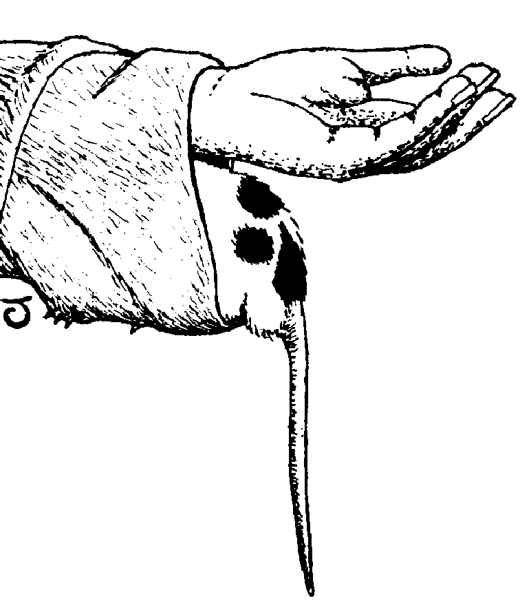 Caricature of human hand turned palm-up to denote emptiness, with rear end of buck rat protruding from cuff of sleeve, having markings resembling the Ace of Clubs