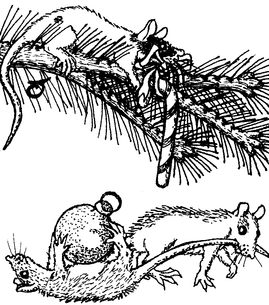 Caricature showing one rat up Christmas tree, unhooking a sugar-cane, whilst another lies on her back clutching a bauble while a companion drags her along by the tail