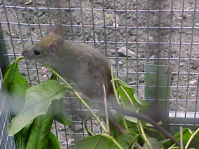 Small brown ship rat with very long nose, climbing among branches